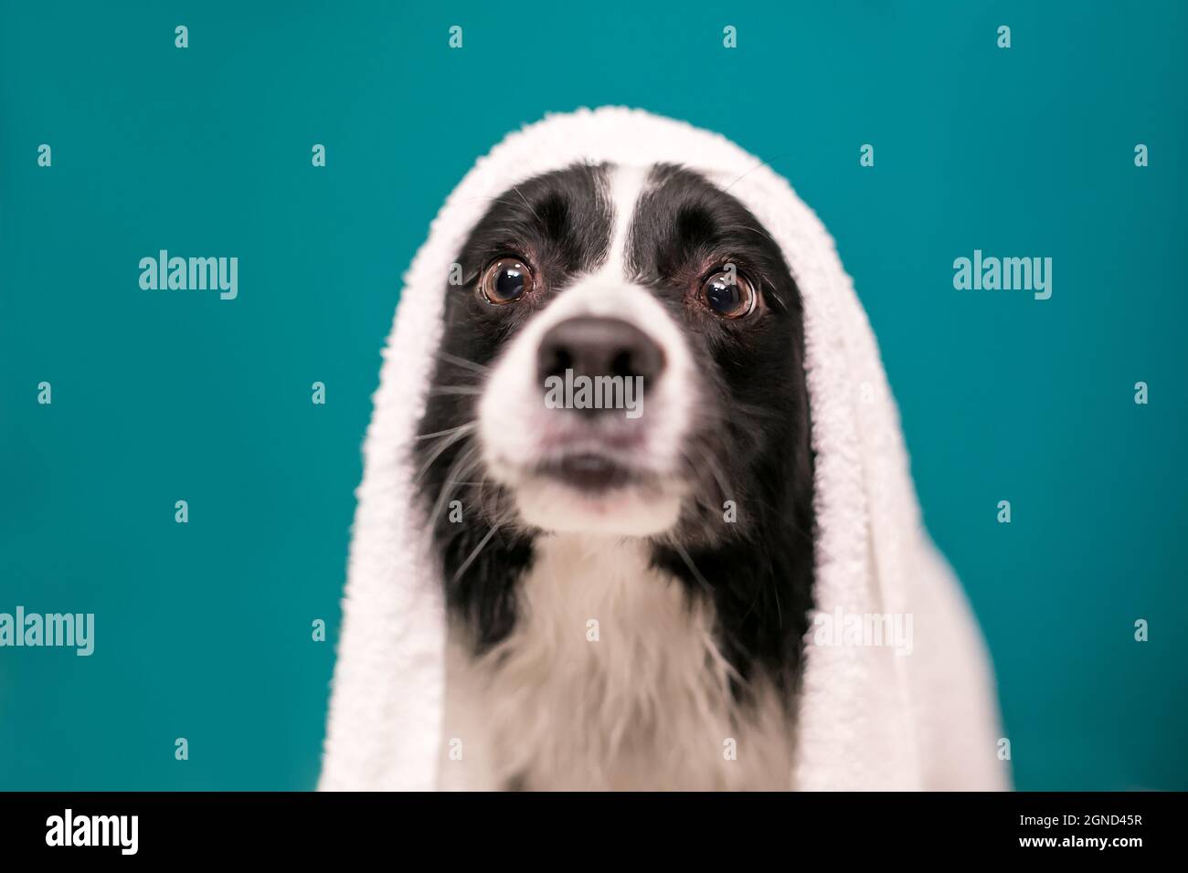 A Border Collie dog with a towel draped over its head after a bath Stock Photo