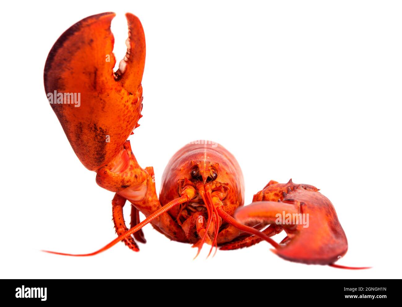 Fresh lobster food on a white background Stock Photo