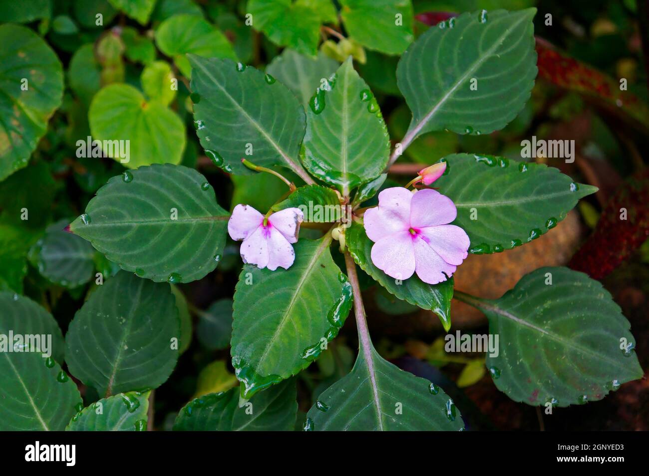 Busy lizzie flowers (Impatiens walleriana) Stock Photo