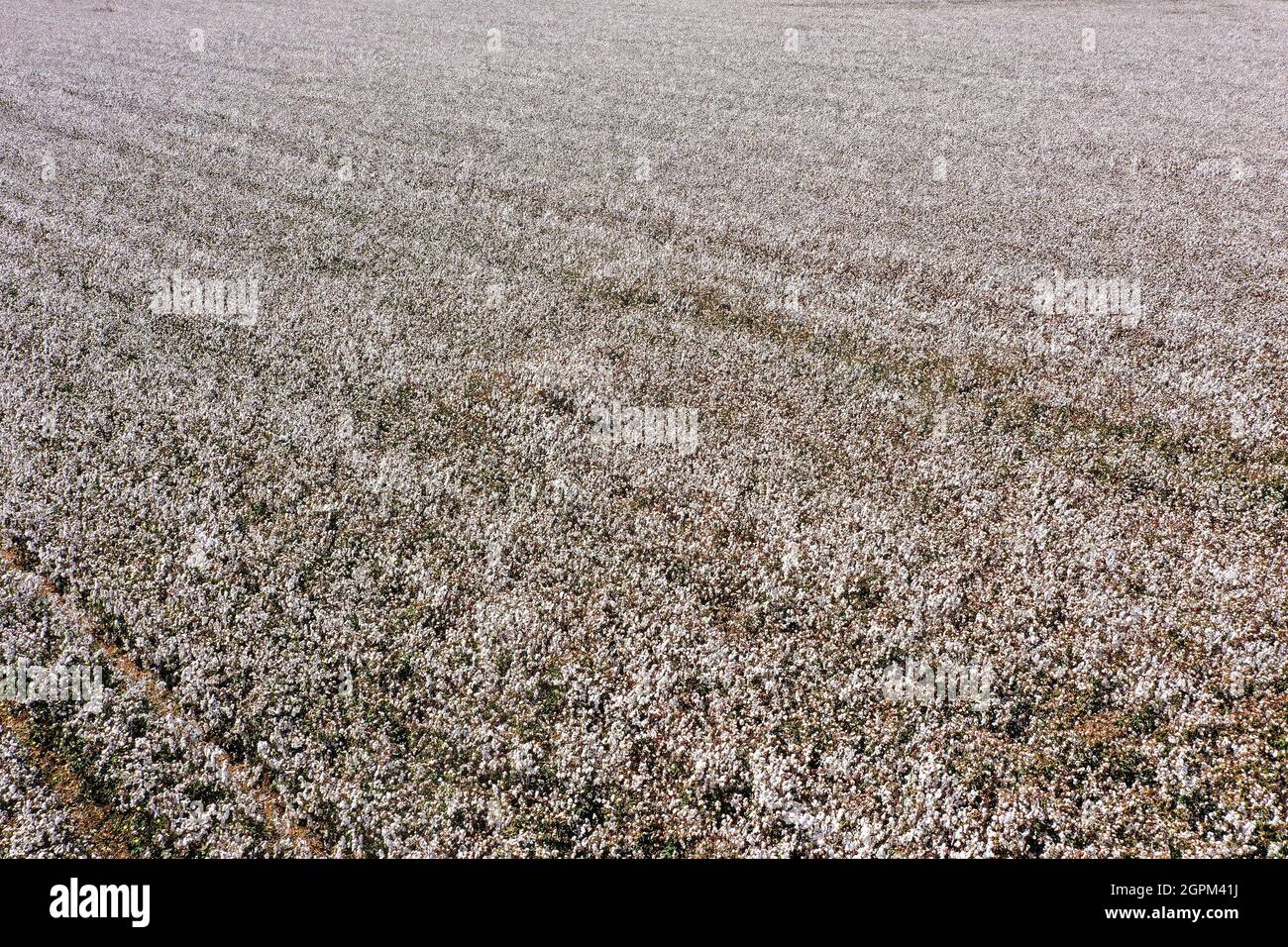 Mature Cotton field ready for picking, Aerial view. Stock Photo