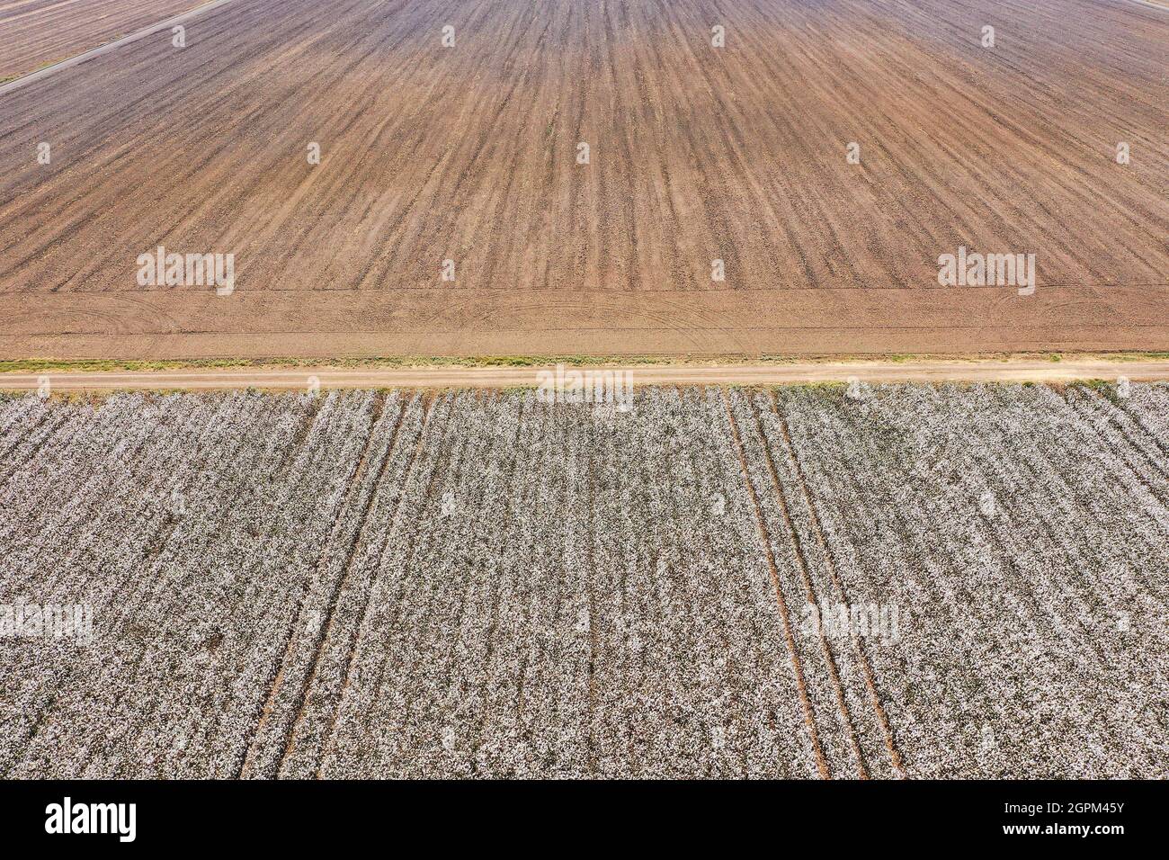 Mature Cotton field ready for picking, Aerial view. Stock Photo