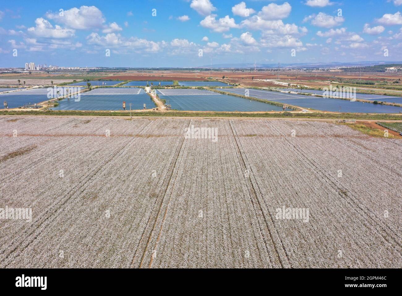 Mature Cotton field ready for picking, Aerial view. Stock Photo