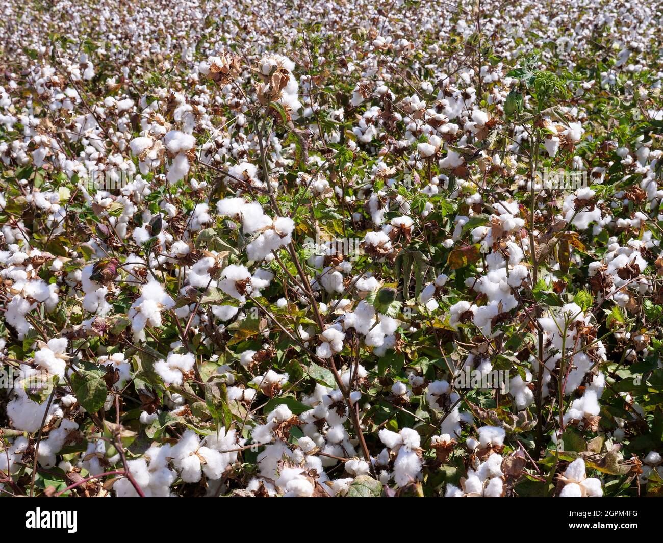 Mature Cotton field ready for picking, Aerial view. Stock Photo