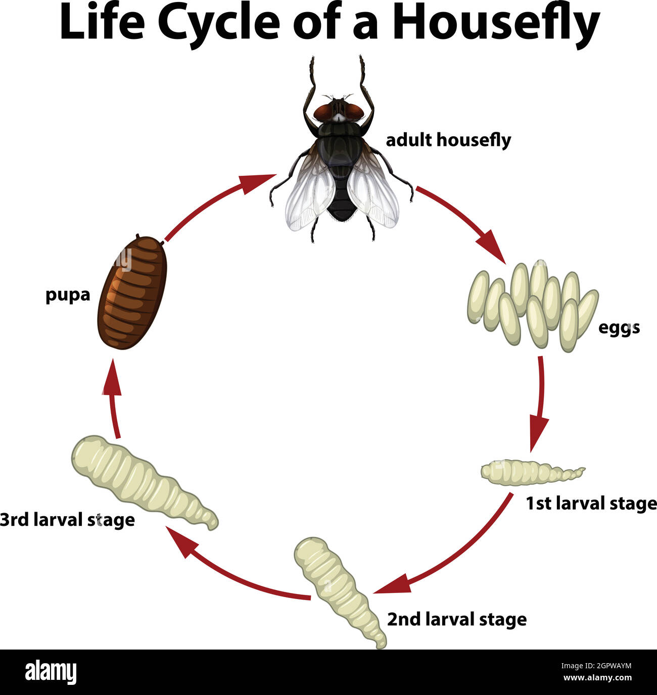 Life circle of a housefly Stock Vector Image & Art - Alamy