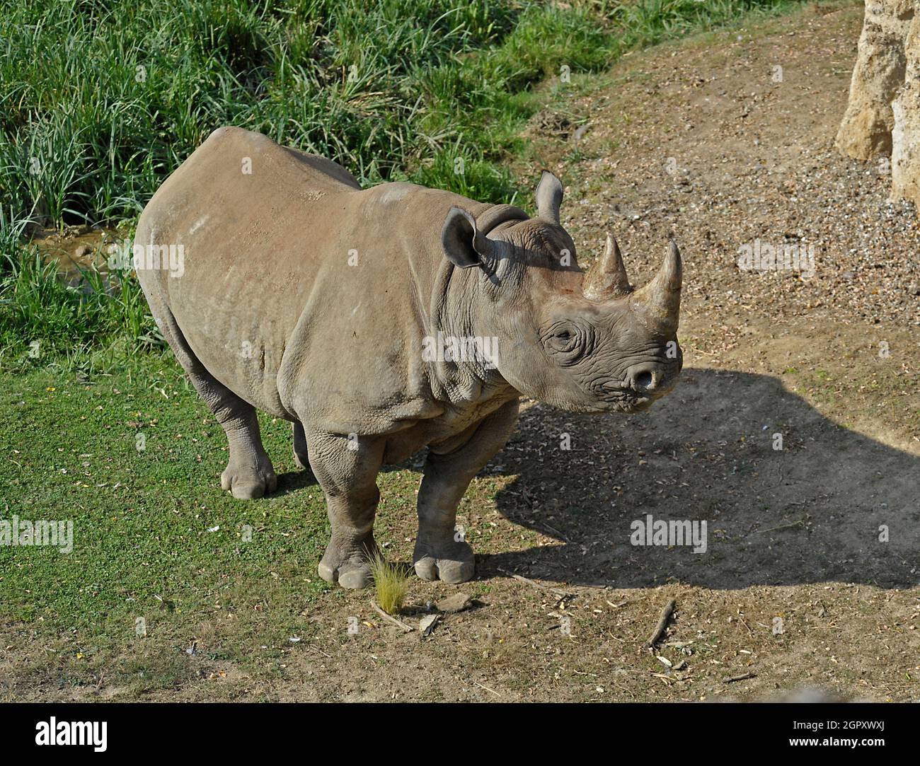 Black Rhino Stock Photo