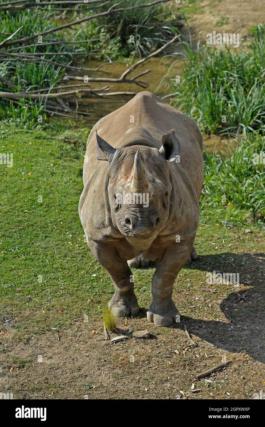 Black Rhino Stock Photo