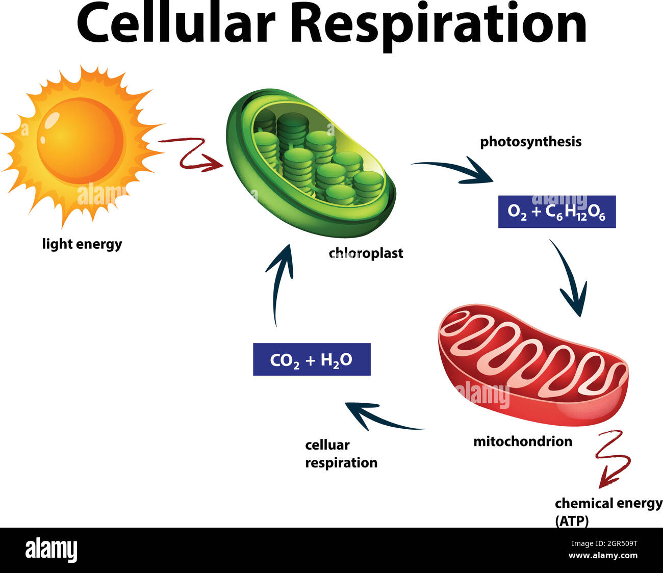 Diagram showing cellular respiration Stock Vector