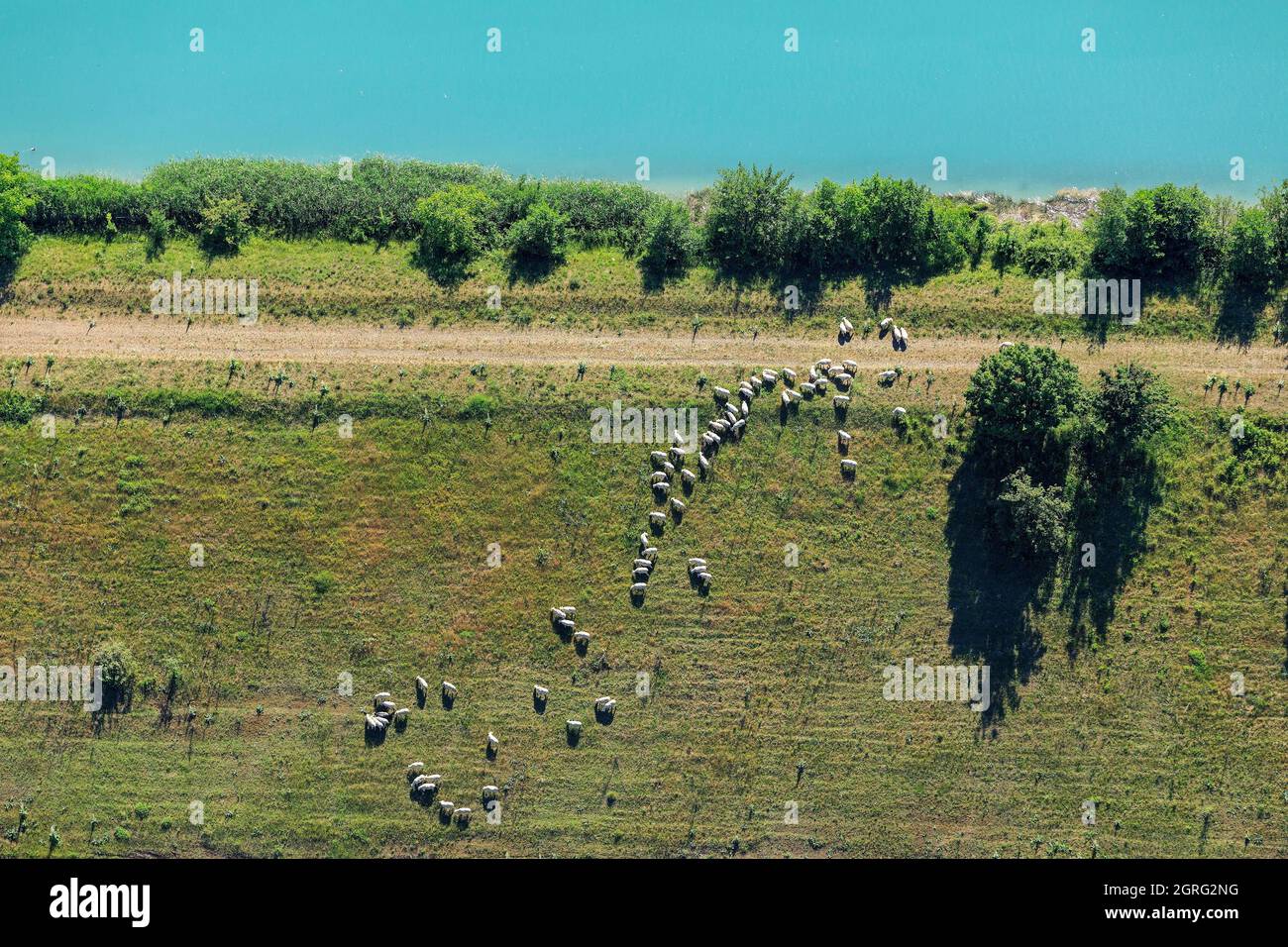 France, Ain, Bregnier Cordon, Le Rhone river, flock of sheep (aerial view) Stock Photo