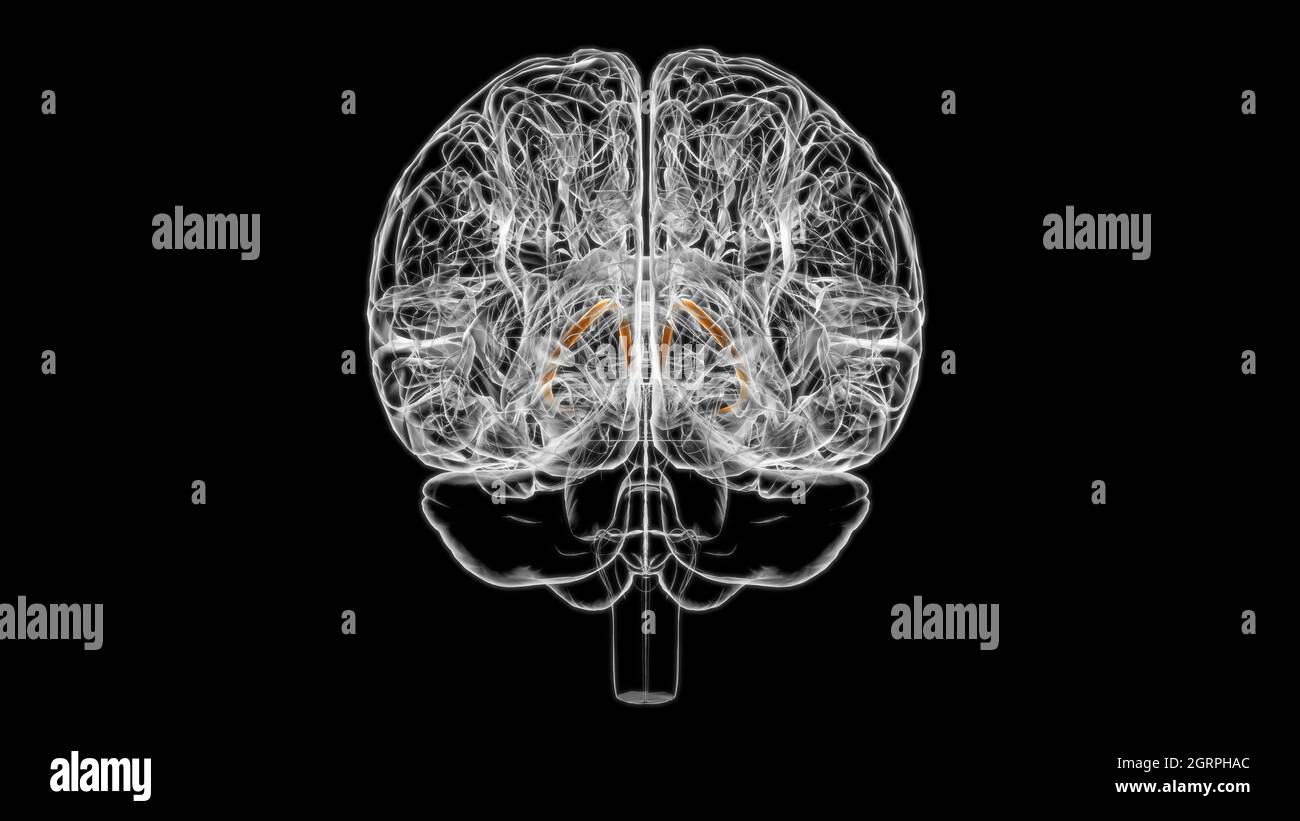 Brain stria terminalis Anatomy For Medical Concept 3D Illustration Stock Photo