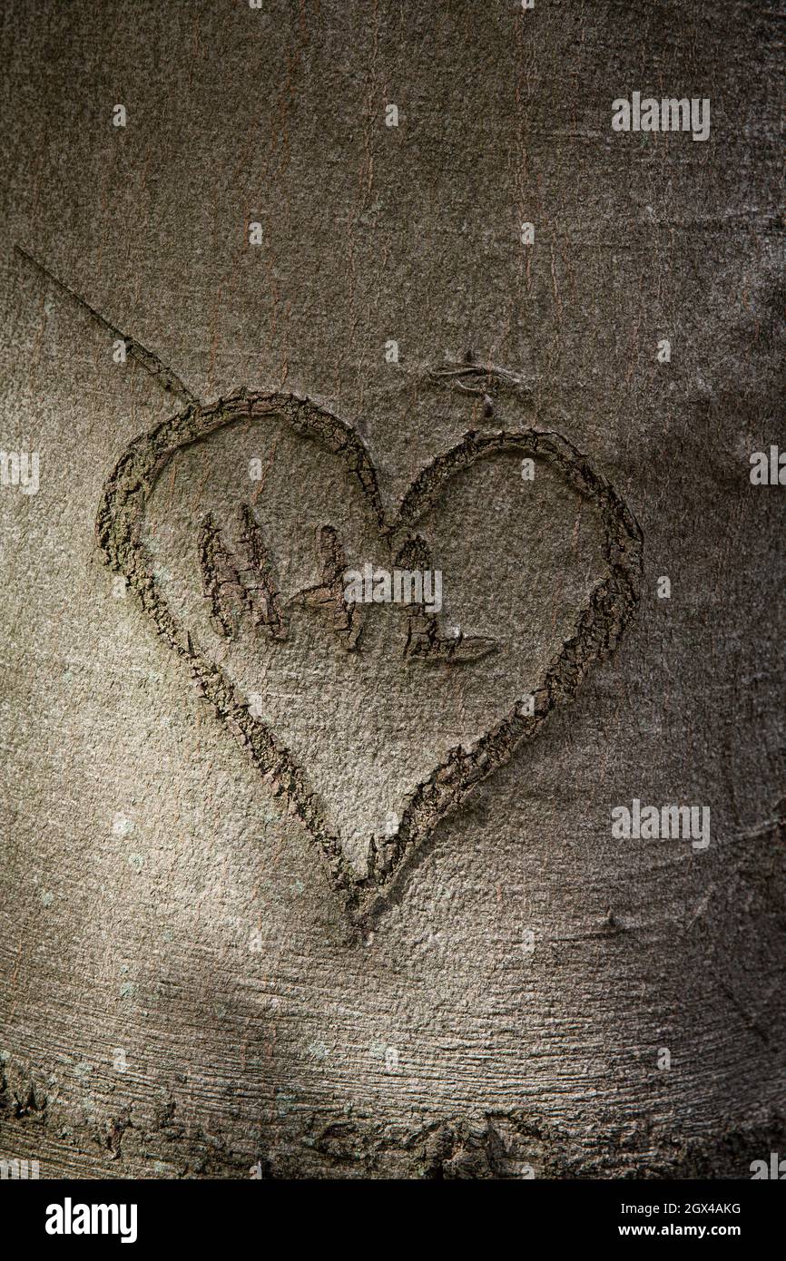 carved heart in the bark of a beech tree, Hagen, North Rhine-Westphalia, Germany.  Herz in einer Rinde einer Buche, Hagen, Nordrhein-Westfalen, Deutsc Stock Photo