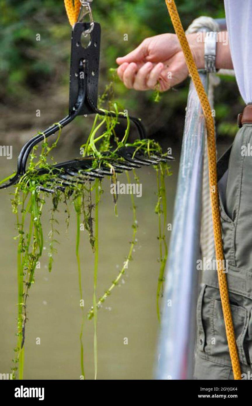 Hydrilla. Stock Photo