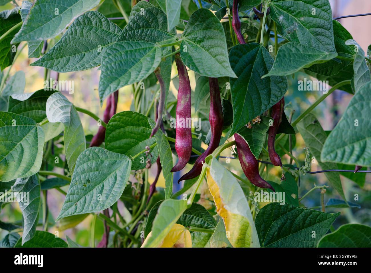 Runner beans Phaseolus coccineus plant with ripe purple colored pods and green foliage Stock Photo