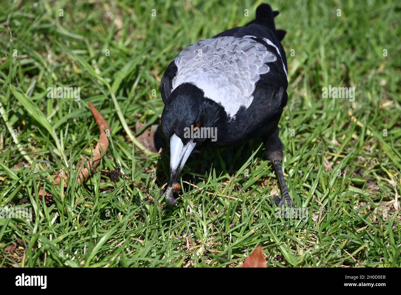 An Australian Magpie eating a grub it plucked from a lawn on an autumn day Stock Photo