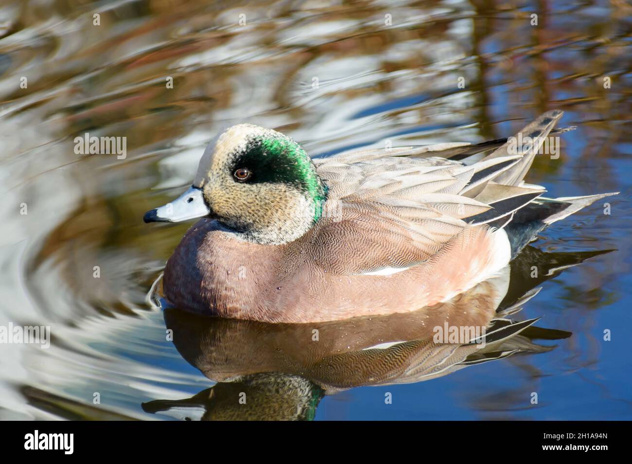 American Widgeon, Mareca americana, Vancouver, British Colmbia, Canada Stock Photo