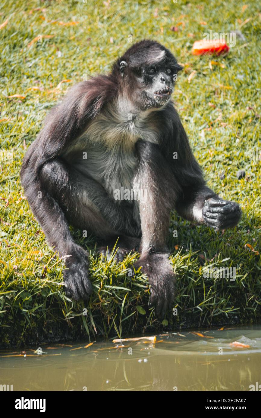 Monkey in a zoo Stock Photo