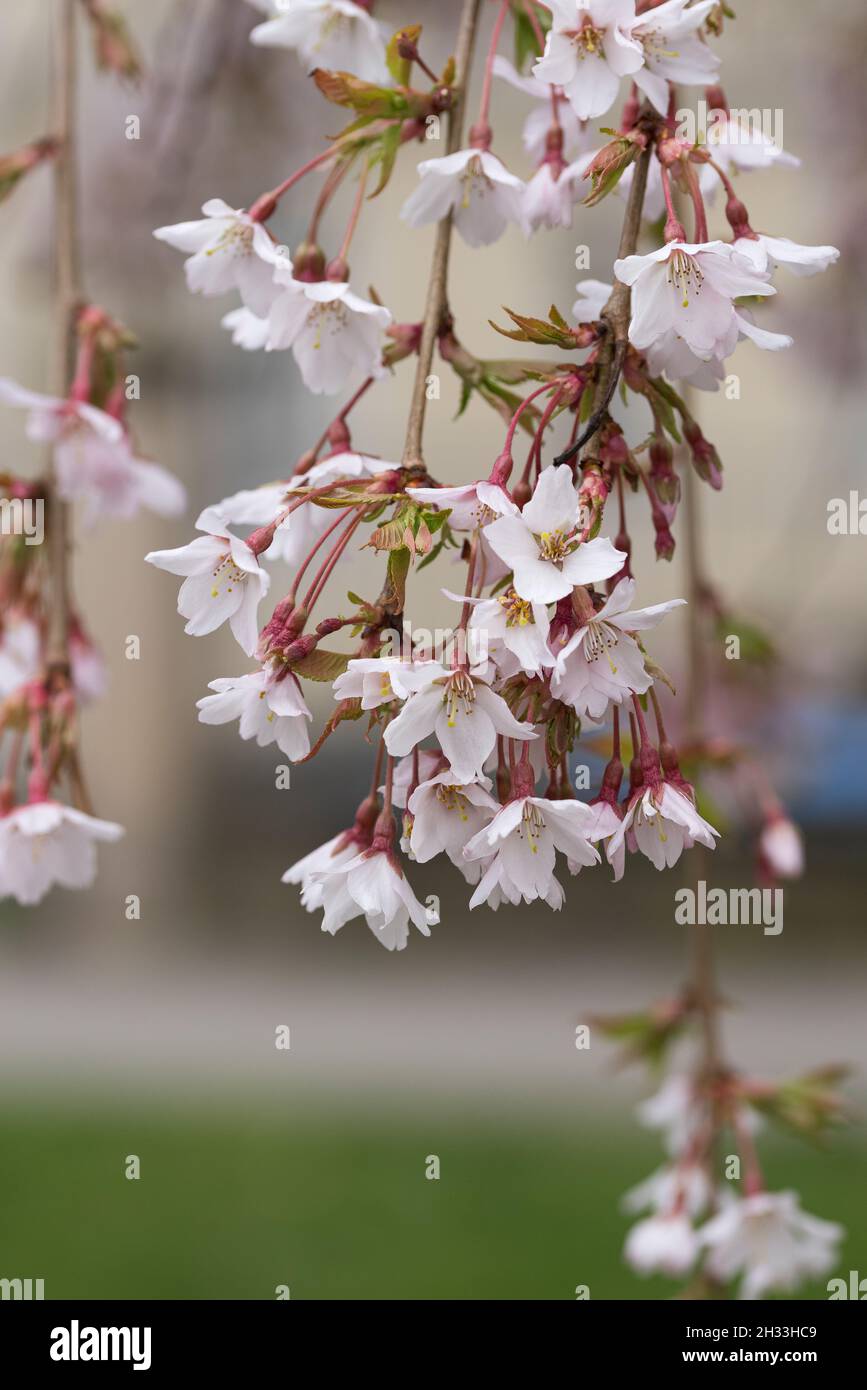 Hänge-Yoshino-Kirsche (Prunus × yedoensis 'Ivensii') Stock Photo