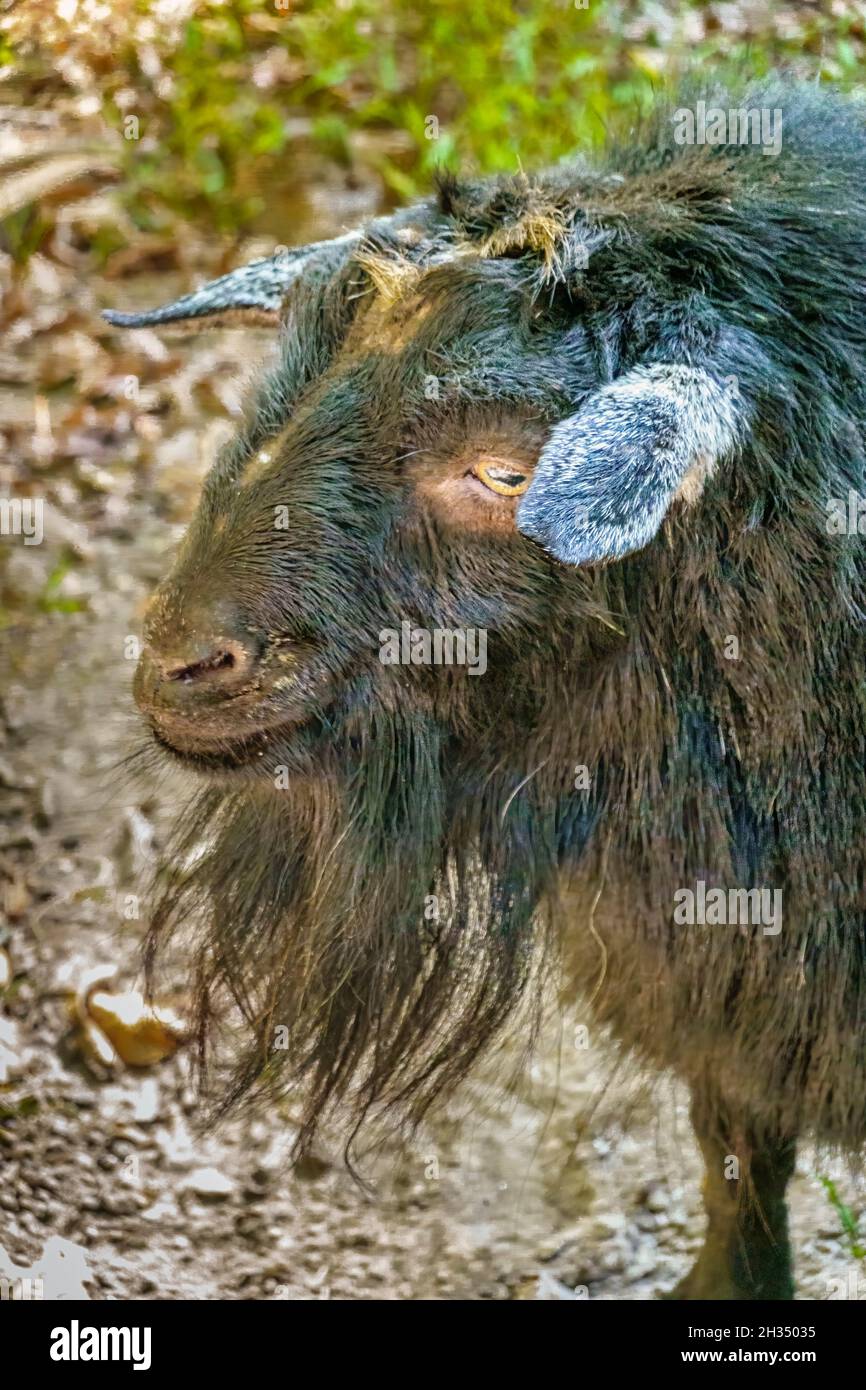 A black billy goat living on the grounds of an outdoor sawmill in Morganton, North Carolina. Stock Photo