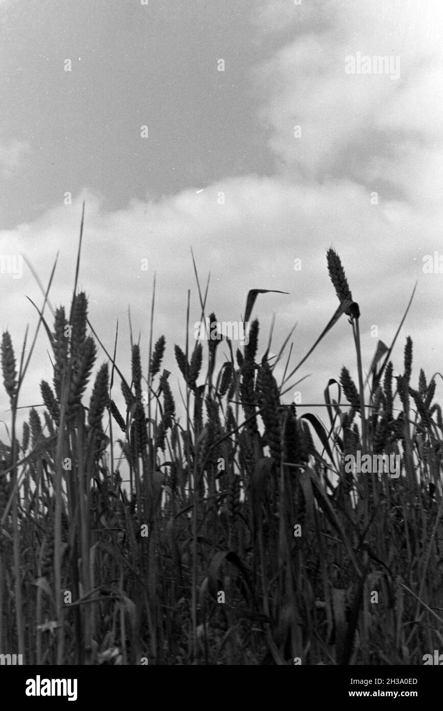 Getreideähren aus der Froschperspektive vor einem leicht bewölkten Himmel; Deutschland 1930er Jahre. Ears of corn at the worm's-eye view in front of a slightly cloudy sky; Germany 1930s. Stock Photo