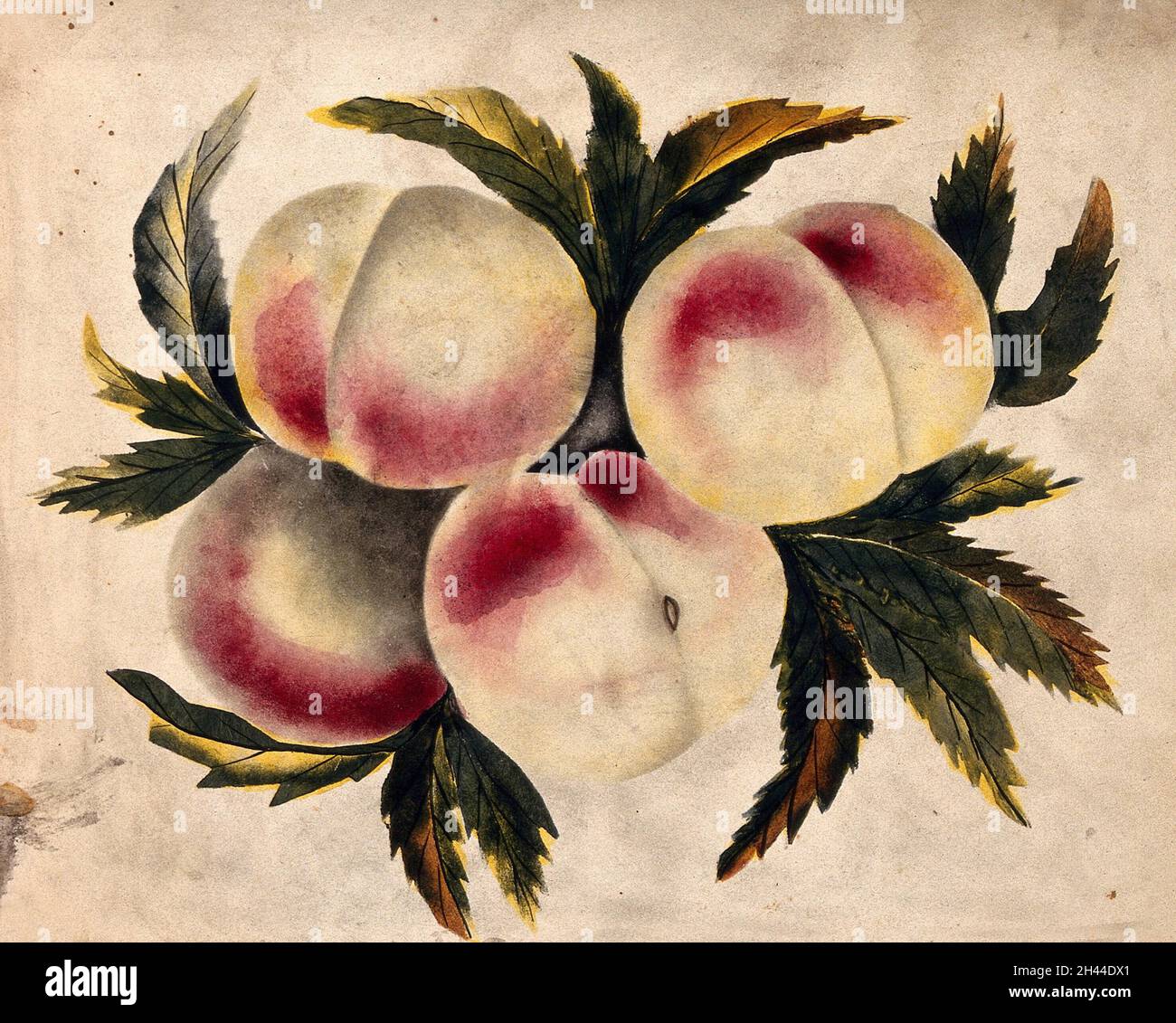 Peach (Prunus species): fruits and leaves. Watercolour. Stock Photo