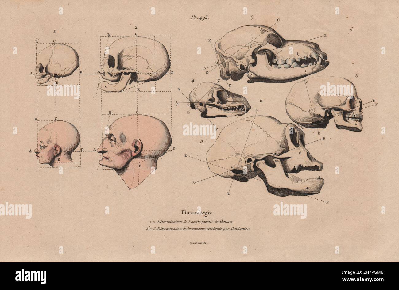 PHRENOLOGY: Petrus Camper's Facial Angles. Daubenton cerebral capacity, 1833 Stock Photo