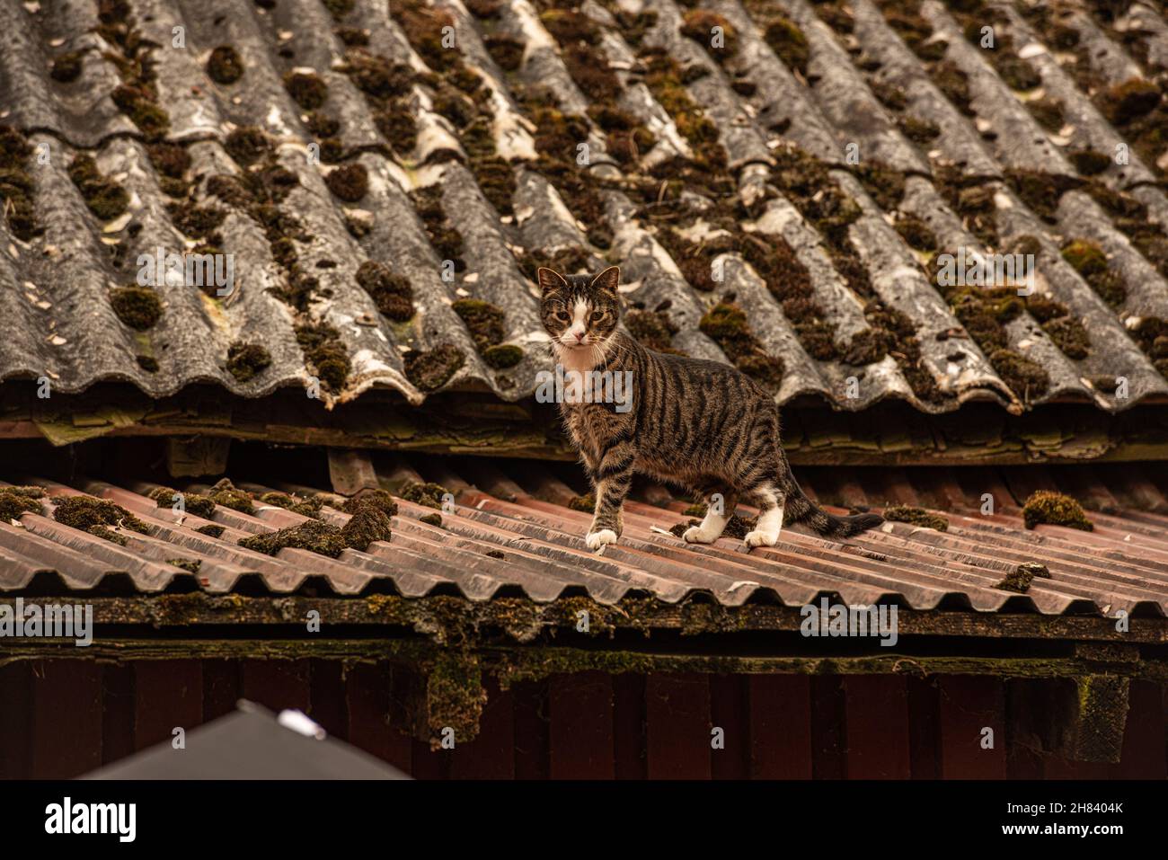 Cat walking on a tin roof Stock Photo