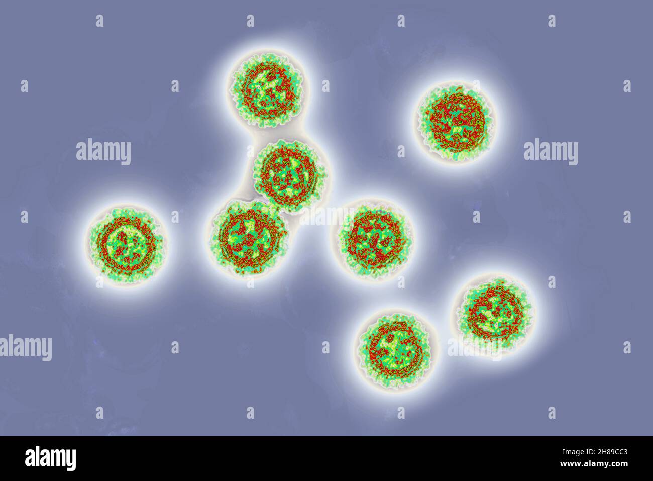 Coronavirus Stock Photo