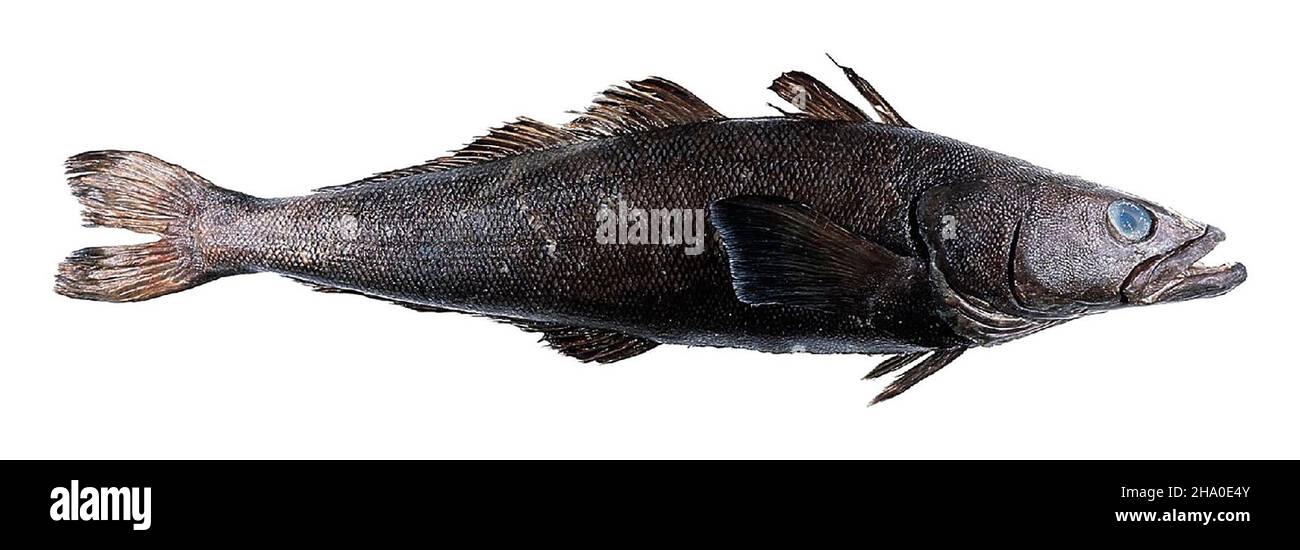 Patagonian toothfish Stock Photo