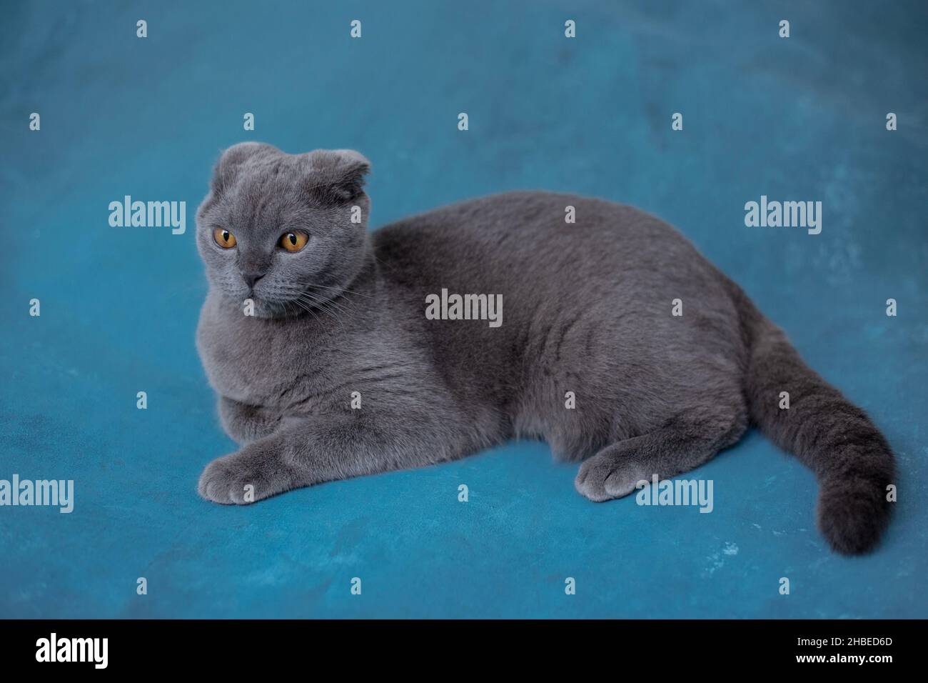 Gray scottish fold cat on blue background Stock Photo