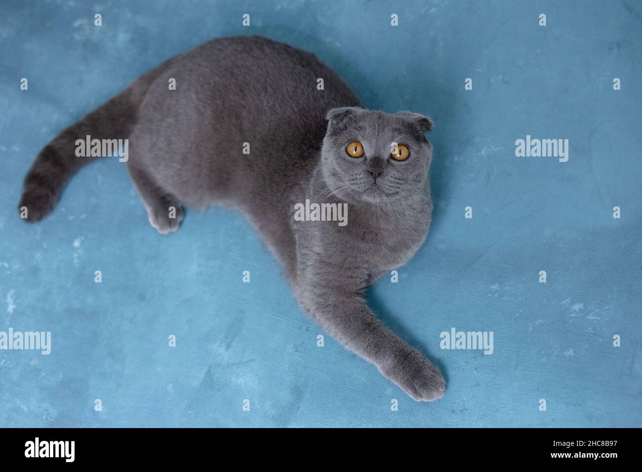 Gray scottish fold cat on blue background Stock Photo