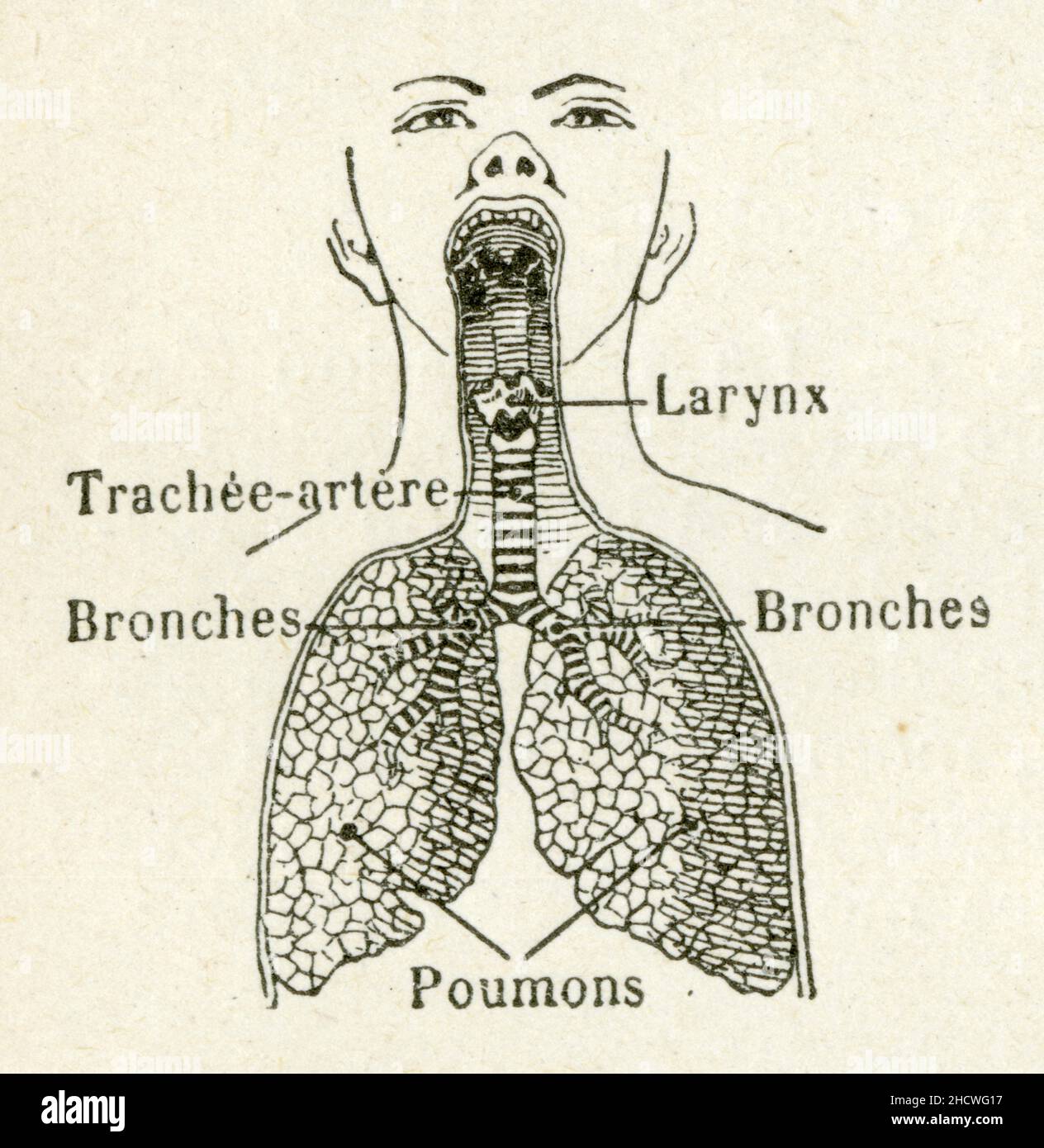 Respiration Stock Photo