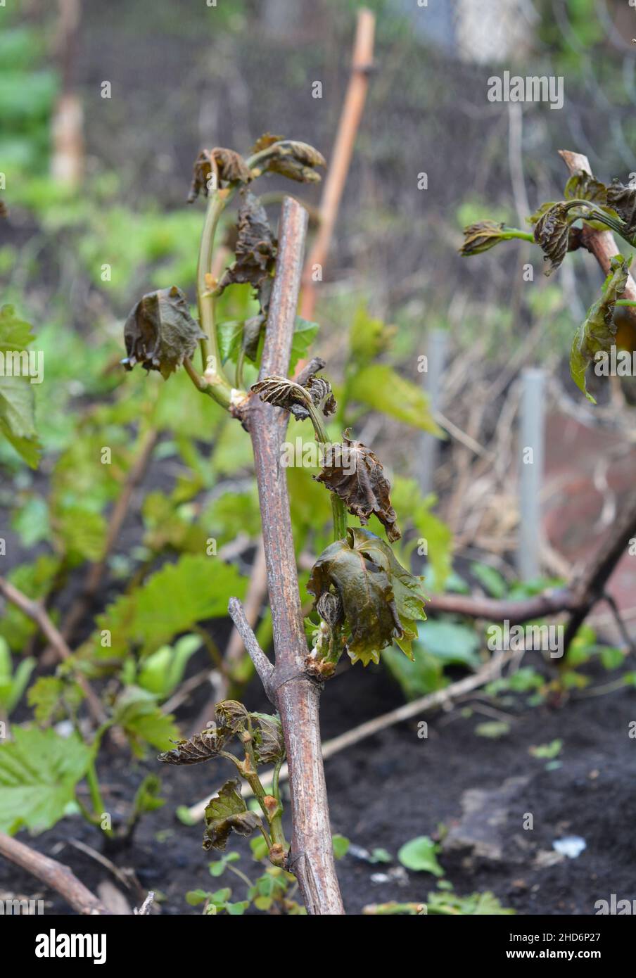 Spring frost destroyed grape harvest. Frost damage to a grapevine. A vineyard, grape buds and leaves damaged with frost. Stock Photo