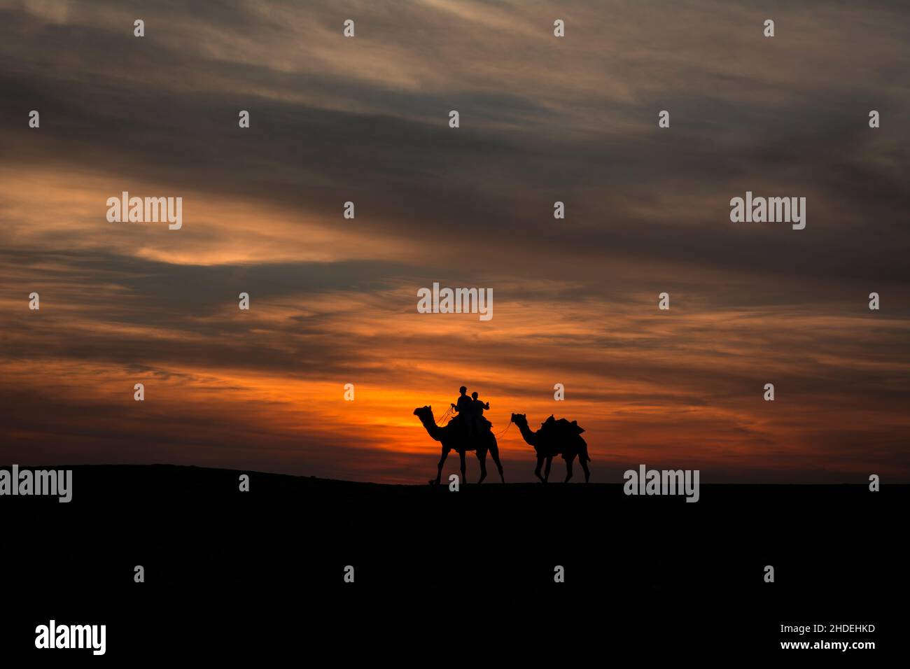 Camels walking over sand dunes against dramatic skies at Sam sand dunes Stock Photo