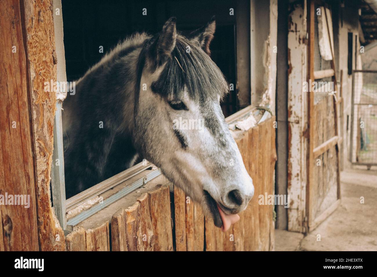 Beautiful horse Stock Photo