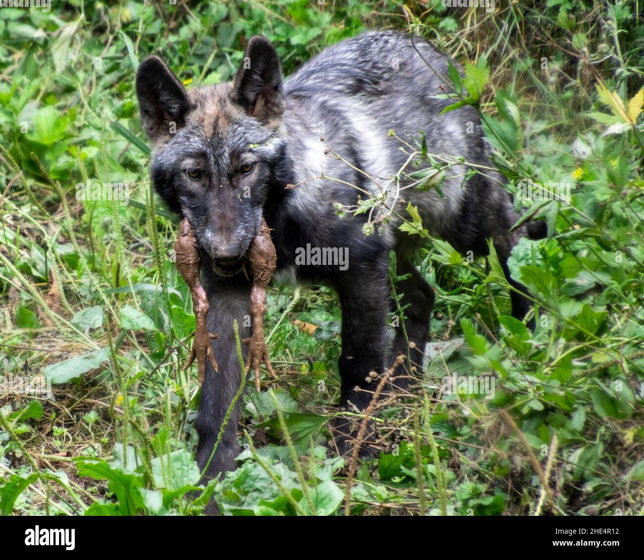 Young wolf cub carrying its food in his mouth. Dead chicken legs hanging out of his mouth. Green grass around it. Stock Photo