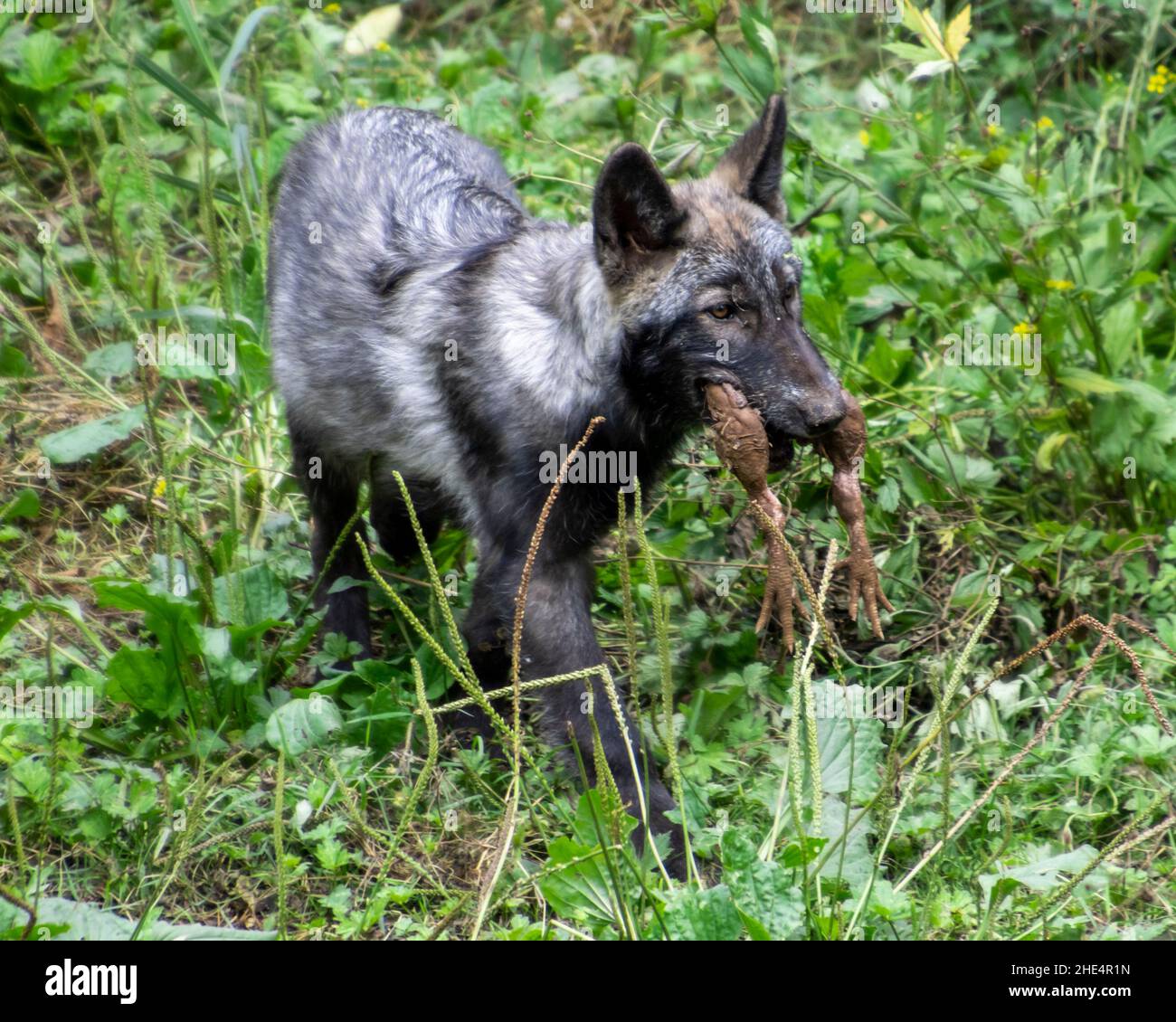 Young wolf cub carrying its food in his mouth. Dead chicken legs hanging out of his mouth. Green grass around it. Stock Photo