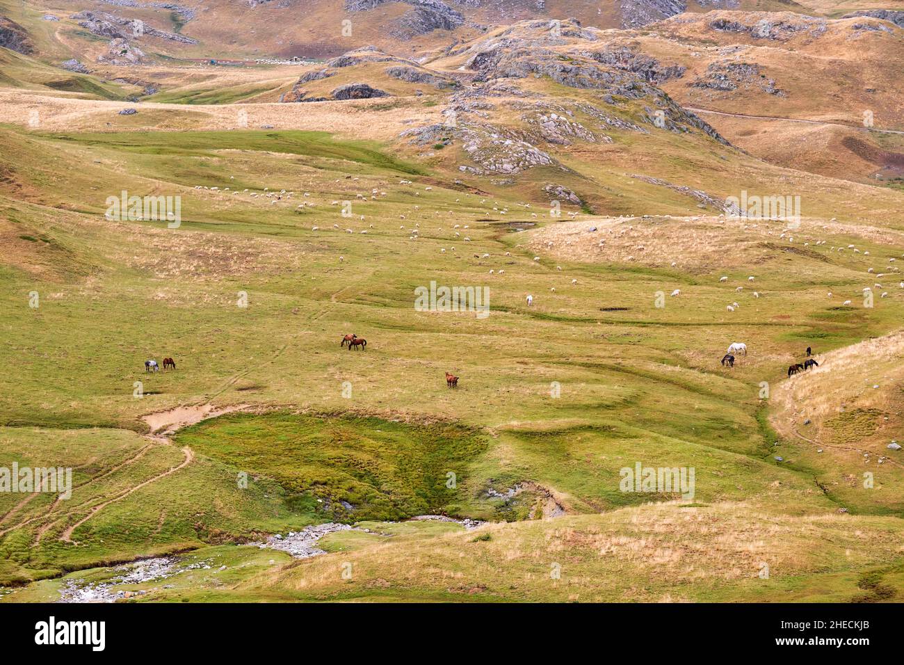 France, Pyrenees Atlantiques, Bearn, Laruns, the valley of Ossau to the Col du Pourtalet, Herds of sheep and horses in pasture Stock Photo