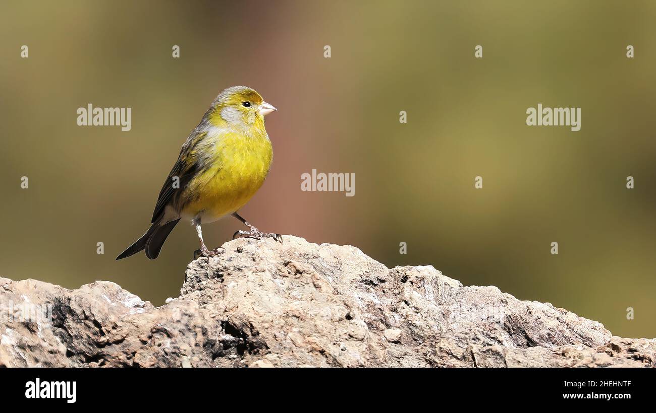 Atlantic Canary on a rock Stock Photo