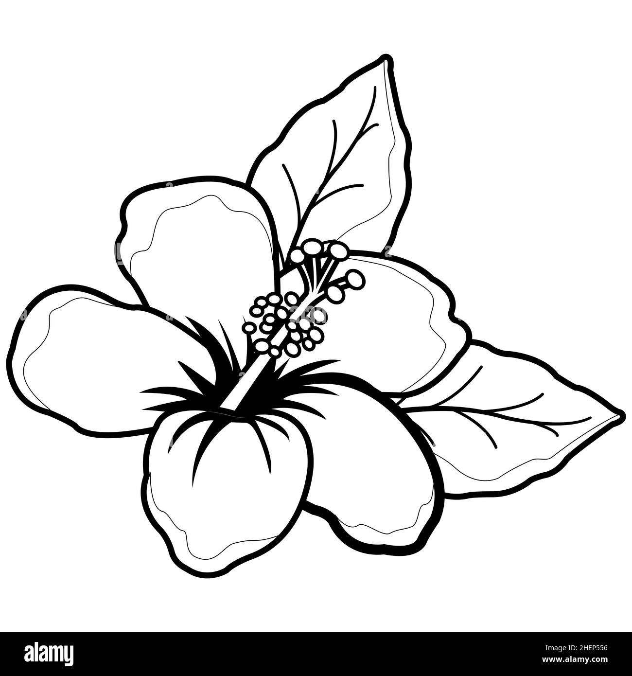 Hawaiian hibiscus flower. Black and white coloring page. Stock Photo