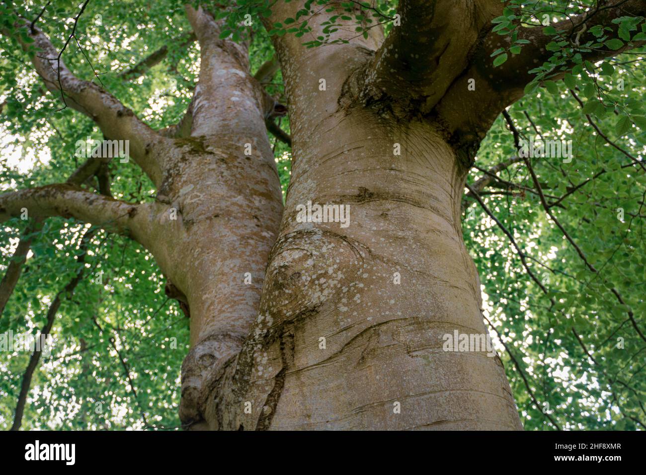 Trunk and leaf canopy of a European or common beech (Fagus sylvatica) Stock Photo