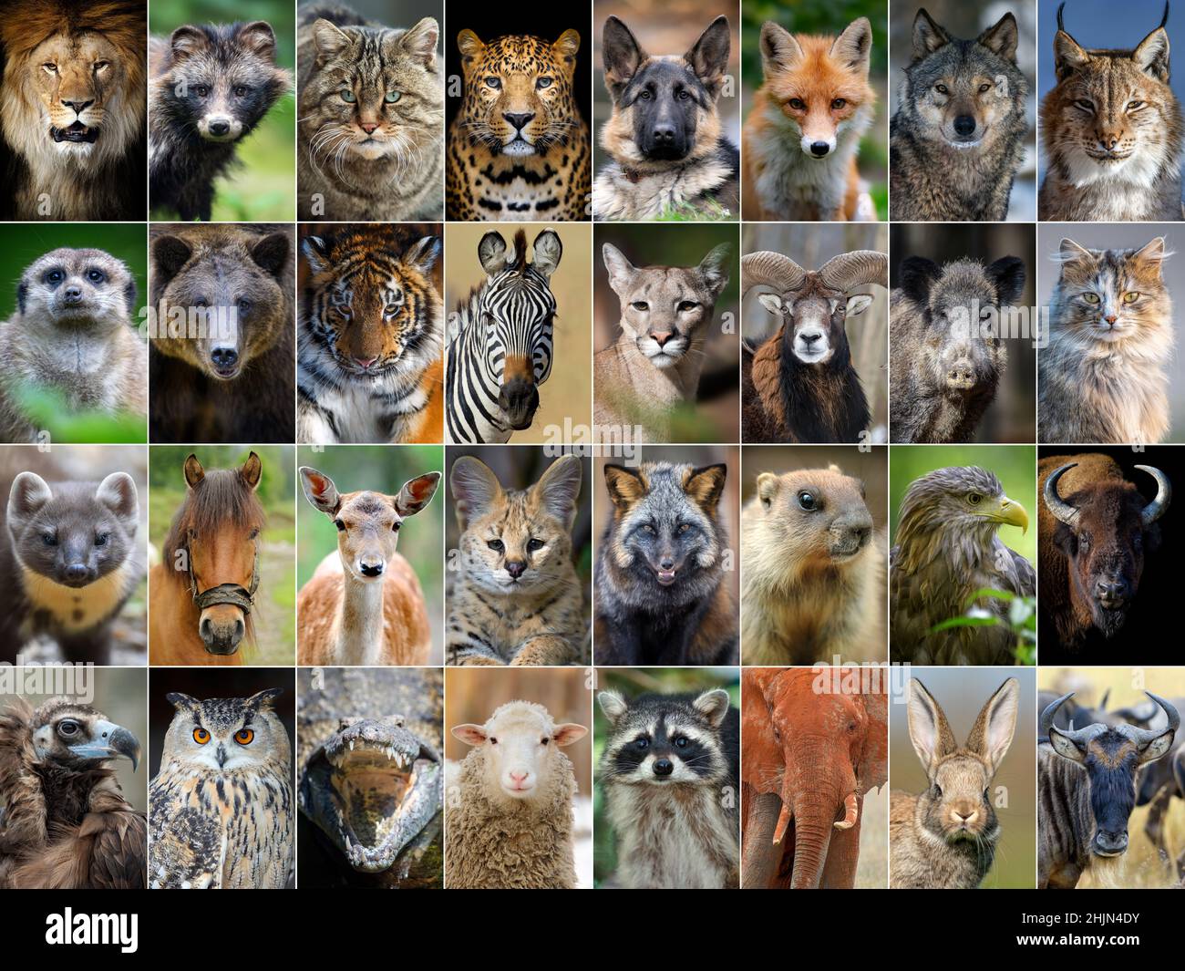 Cute Endangered Animals Collage