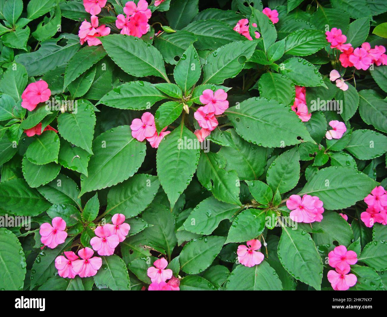 Busy lizzie flowers (Impatiens walleriana) Stock Photo