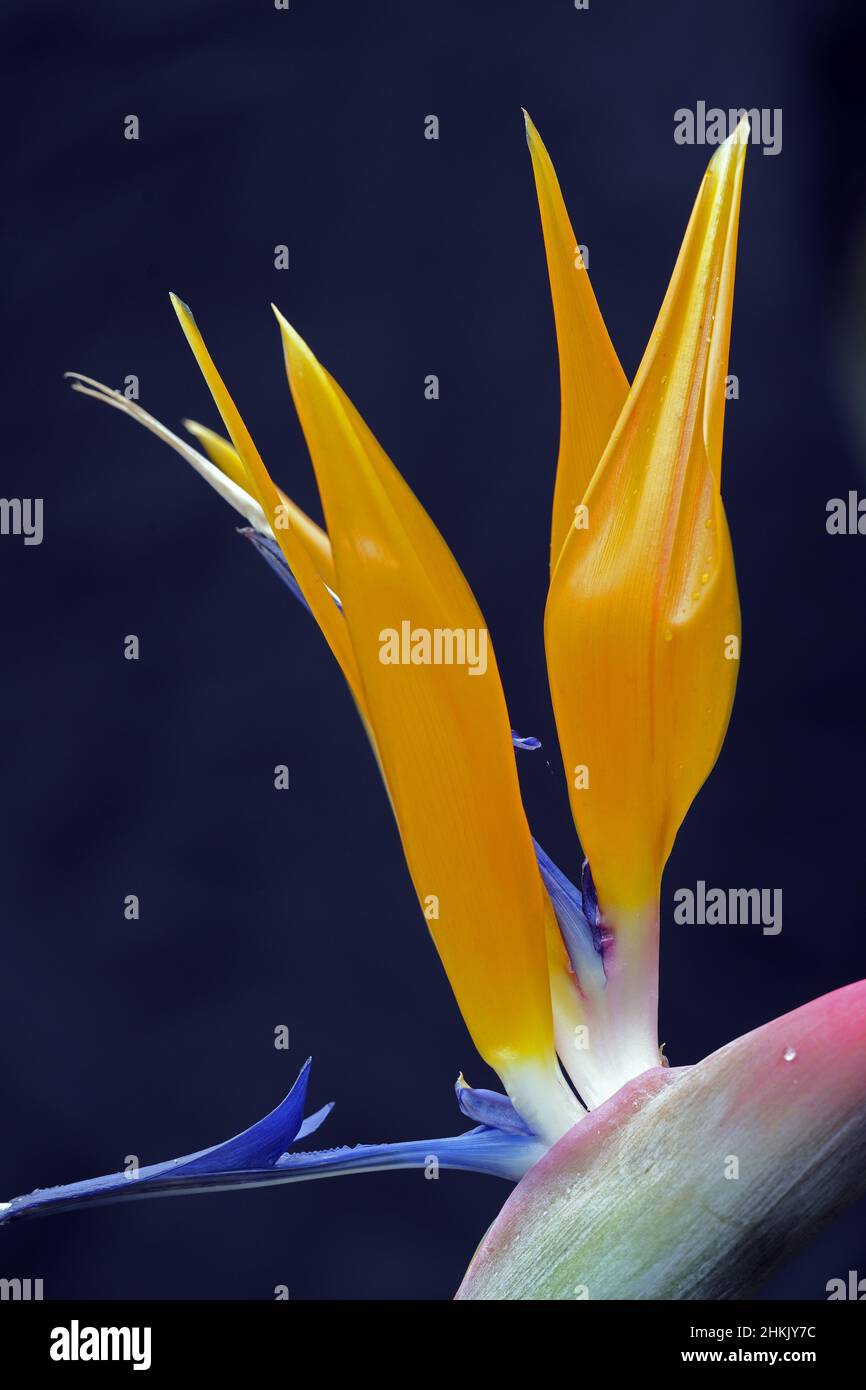 crane flower, bird of paradise flower, geel piesang (Strelitzia reginae), detail of flower against black background Stock Photo