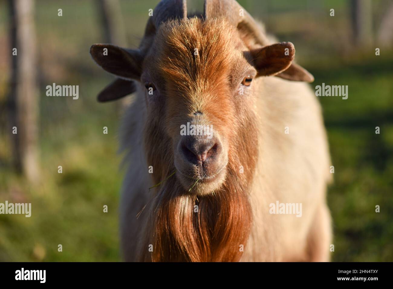 Close up portrait of a goat with ginger beard at sunset. Stock Photo