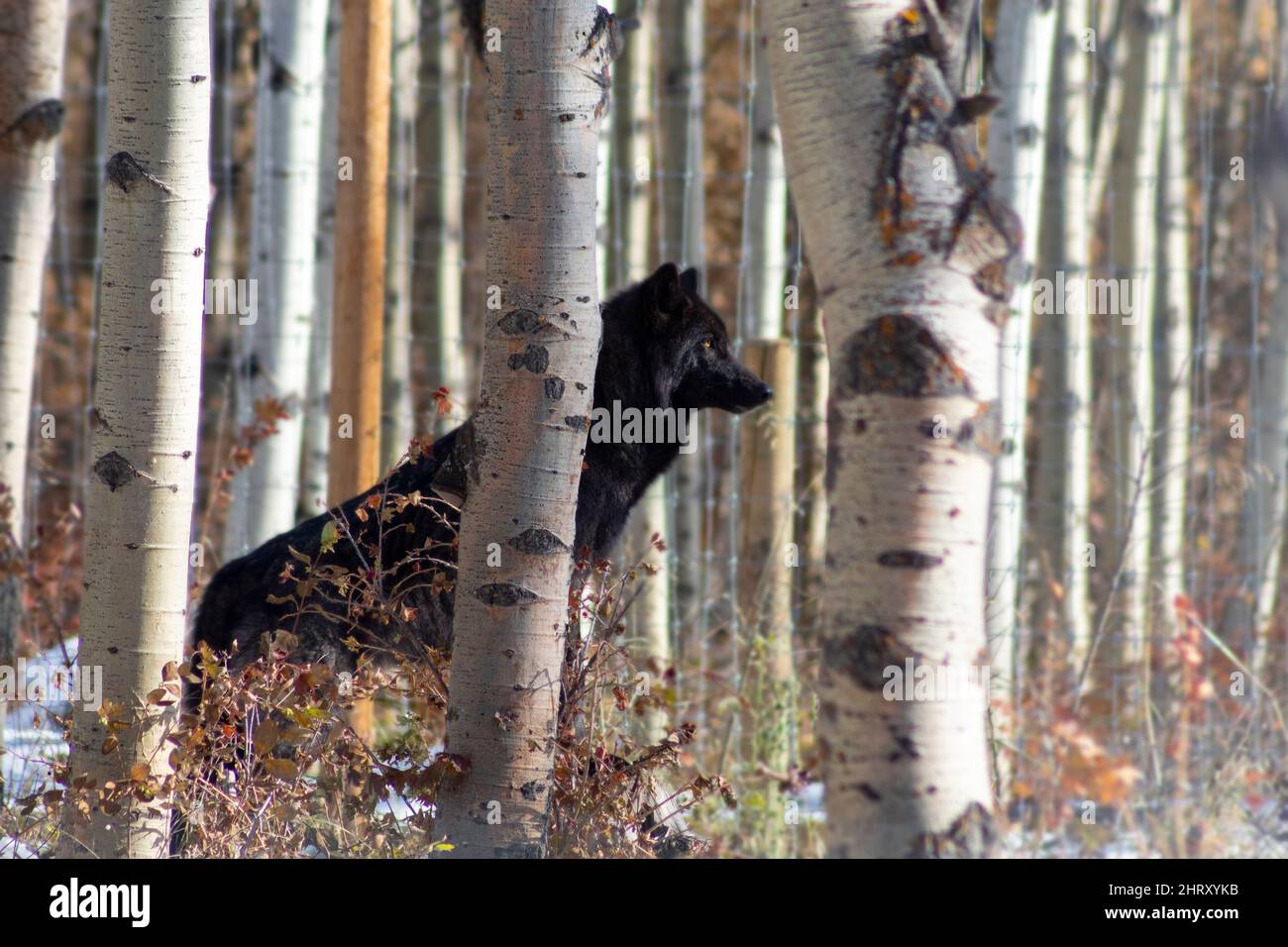 black wolf dog in trees Stock Photo