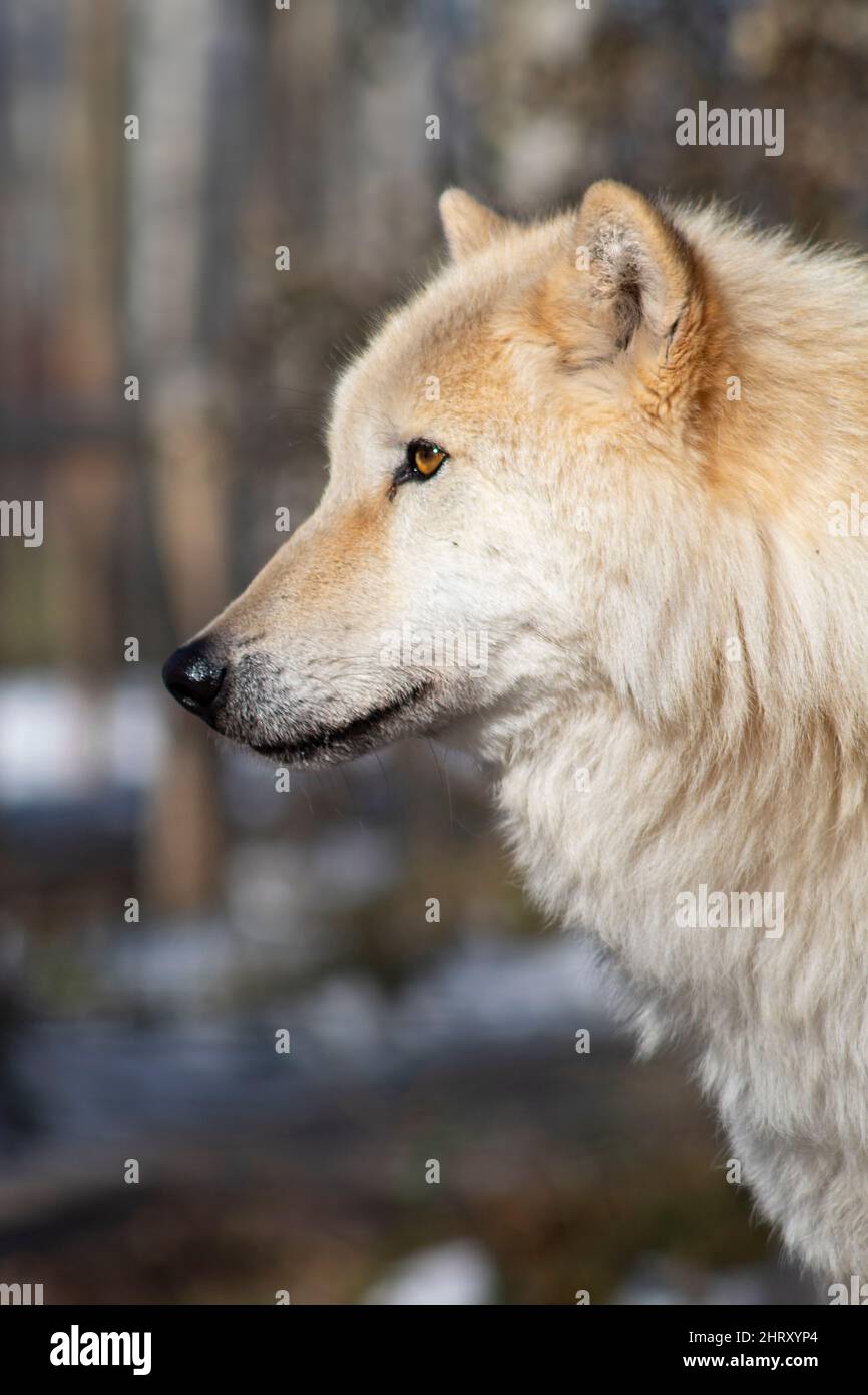 portrait of light coloured wolf dog Stock Photo