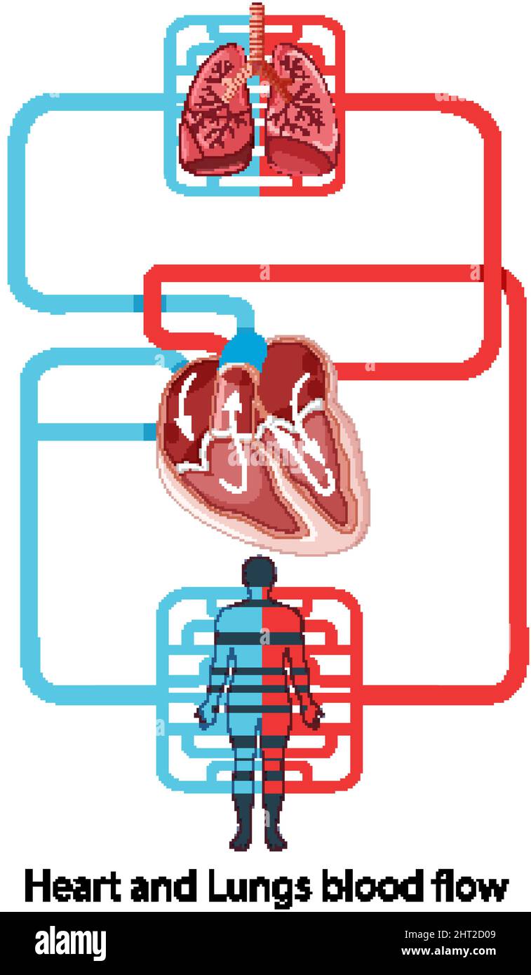 Diagram showing blood flow of the human heart illustration Stock Vector ...