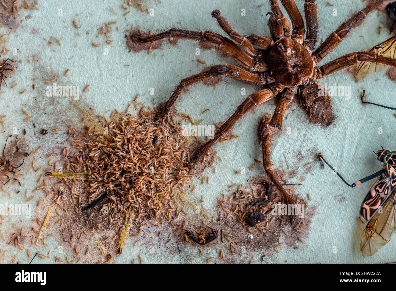 Beautiful goliath birdeater tarantula (Theraphosa blondi) partially destroyed by thousands of carpet beetle (Anthrenus verbasci) larvae. Eaten cricket. Stock Photo