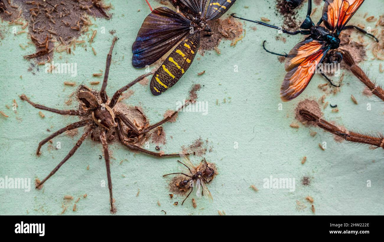 Beautiful scientific insect collection destroyed by thousands of carpet beetle (Anthrenus verbasci) larvae. A huntsman spider (Phoneutria), Goliath Stock Photo