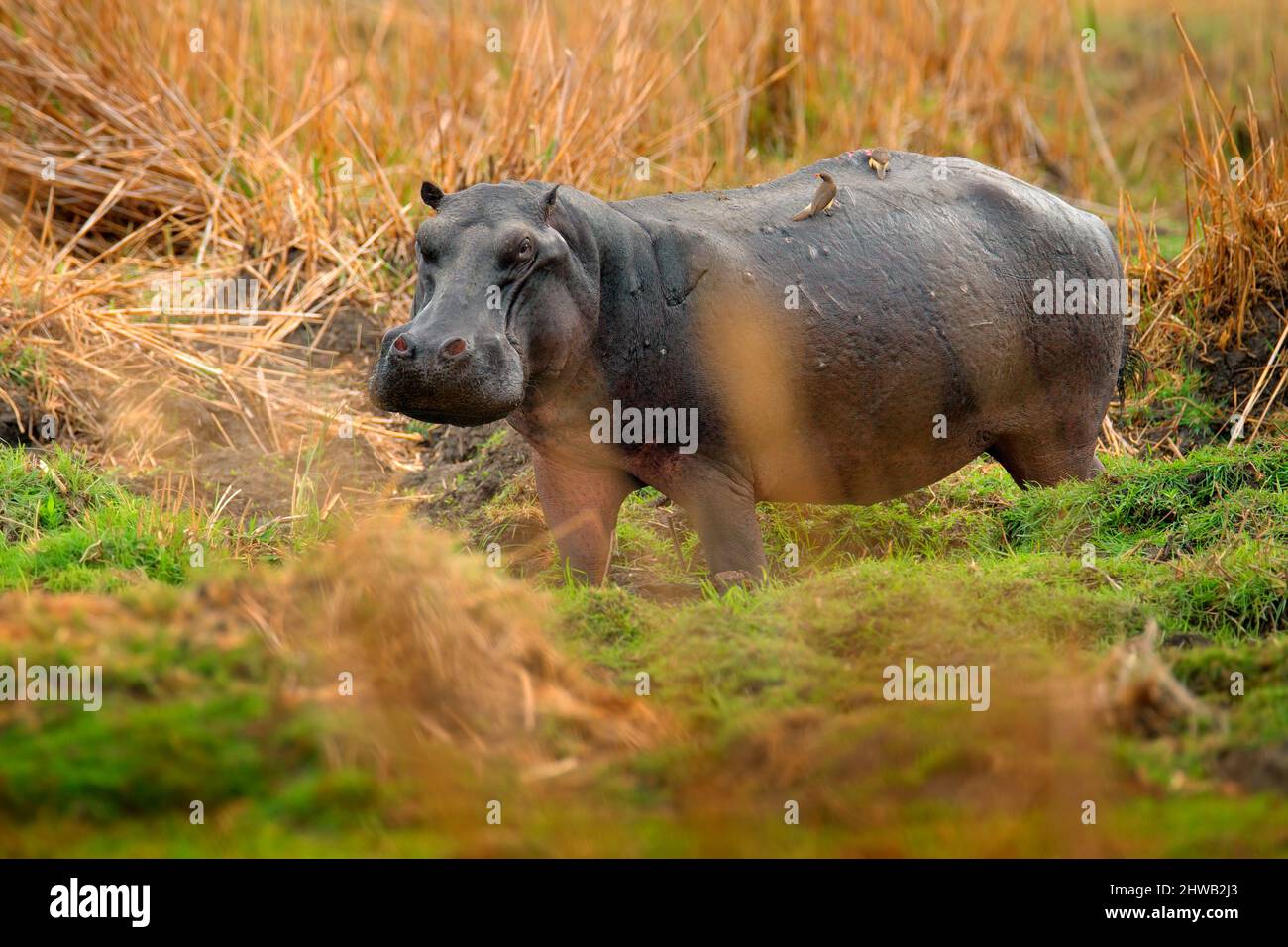 Dangerous african animal hi-res stock photography and images - Alamy