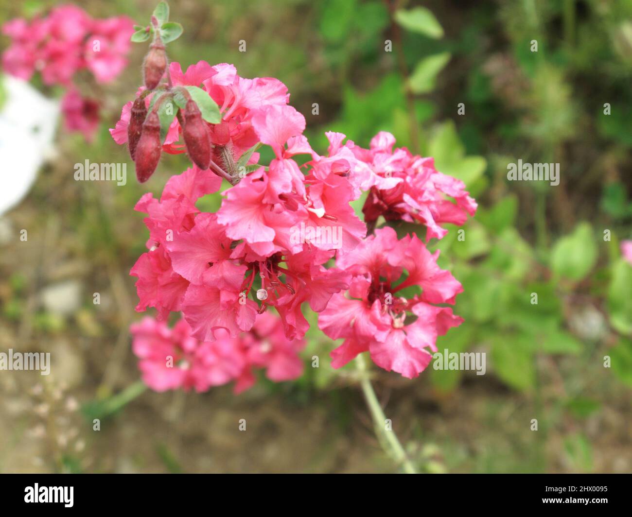 Clarkia unguiculata in bloom Stock Photo